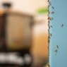 سمپاشی منازل برای مورچه زیاد