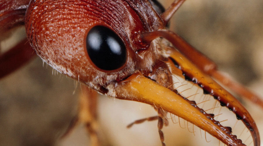 عکس مورچه ملکه از نزدیک