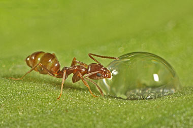 مورچه,نحوه زندگی مورچه ها,نحوه مکان یابی مورچه ها