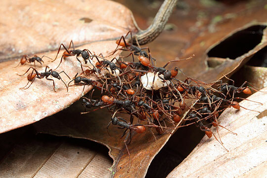 جمعی از مورچه ها