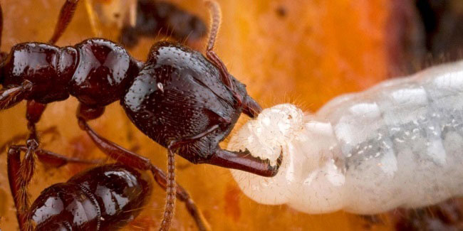 تخم ریزی مورچه ها