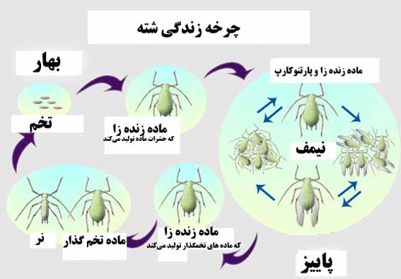 زندگی شته